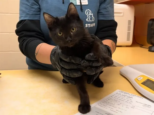 Adoptable Cat