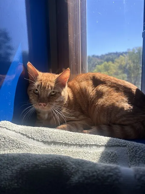 Sunny
