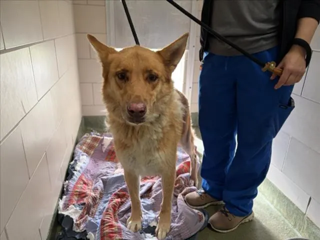 Adoptable Dog