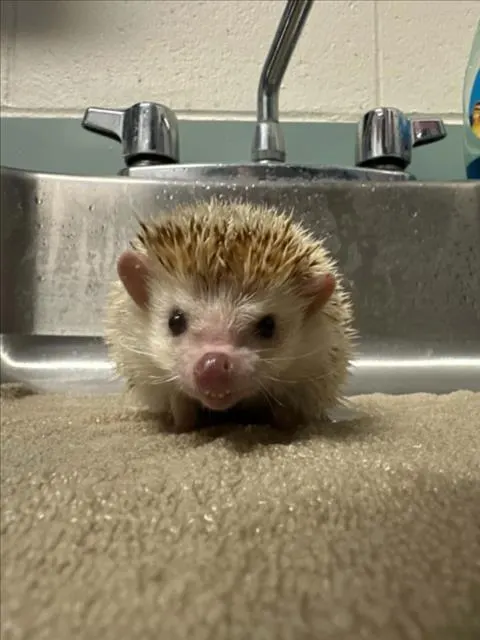 Cinnamon