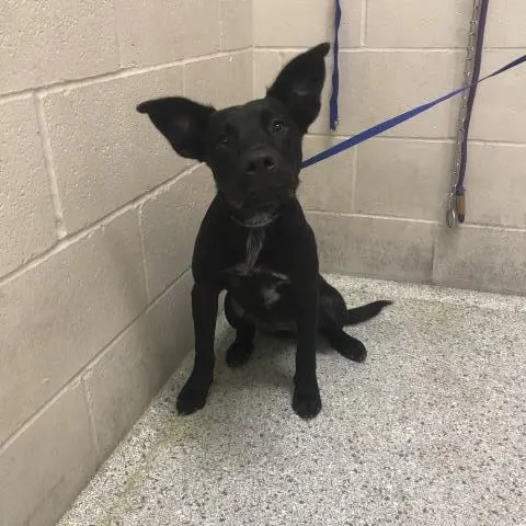 Adoptable Dog