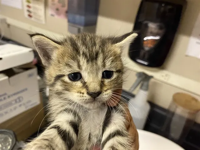 Adoptable Cat