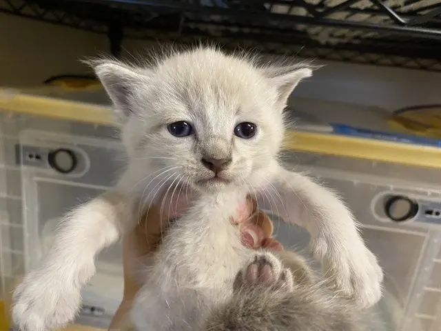 Adoptable Cat