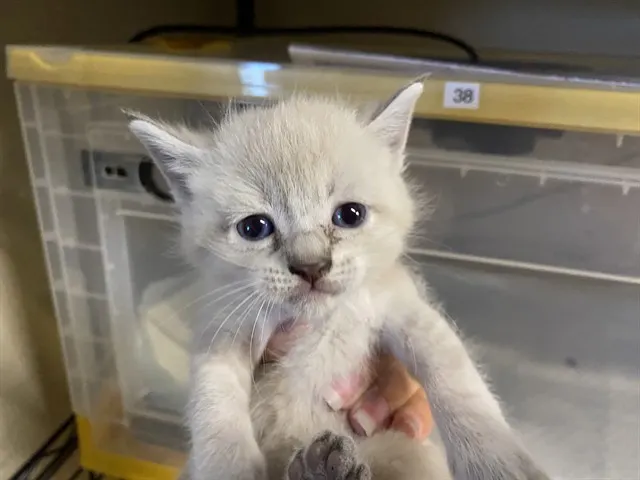 Adoptable Cat