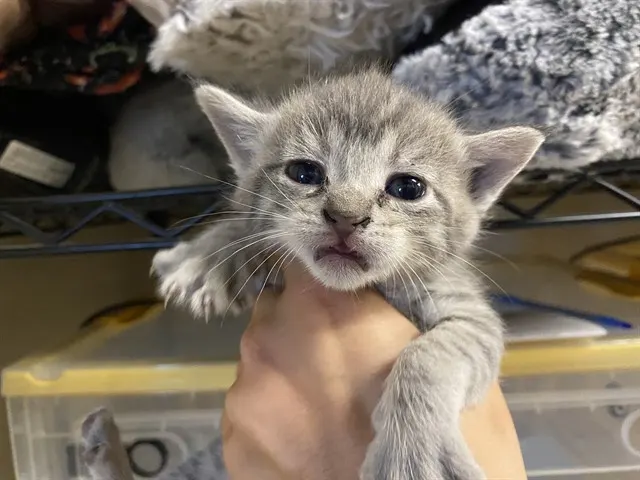 Adoptable Cat