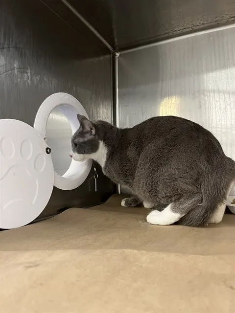 Adoptable Cat