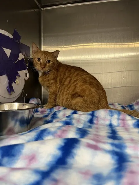 Adoptable Cat