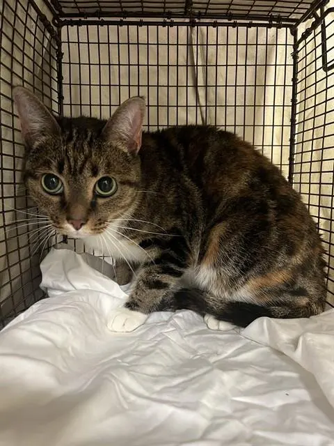 Adoptable Cat