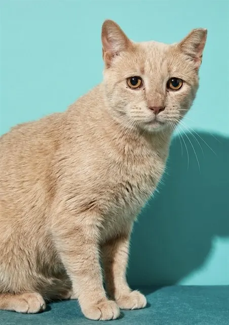 Ramano