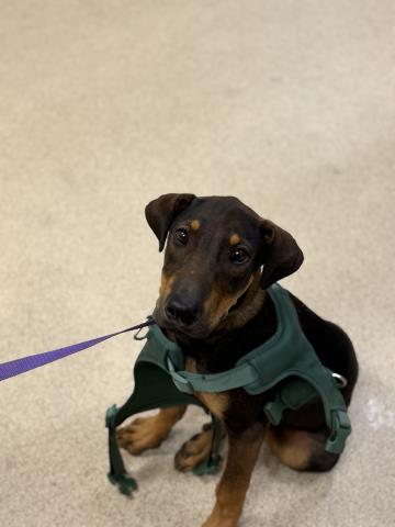 Daphne