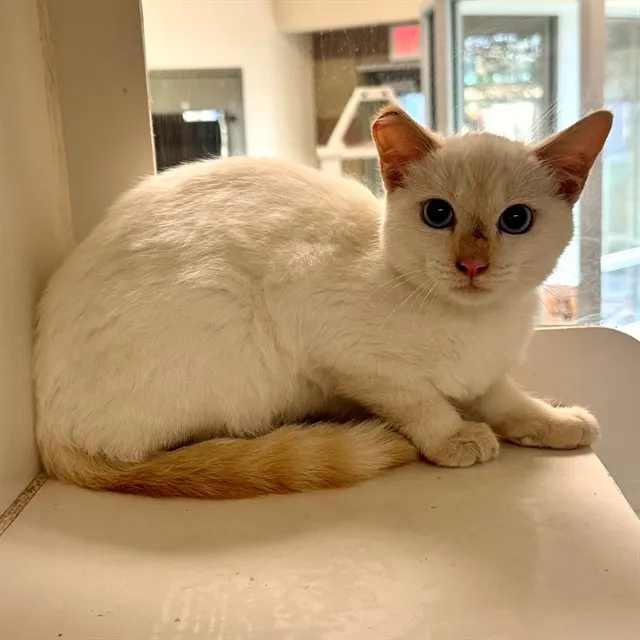Dumpling