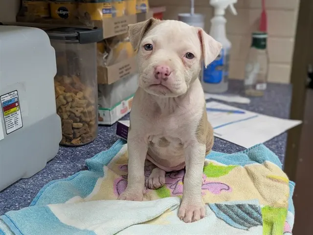 Adoptable Dog