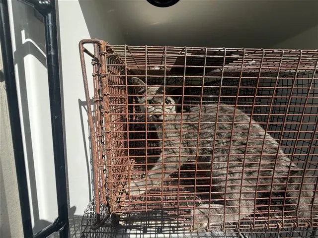 Adoptable Cat