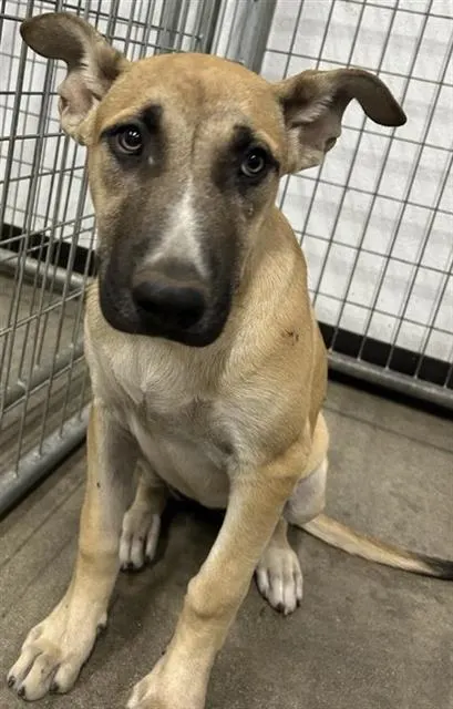 Adoptable Dog