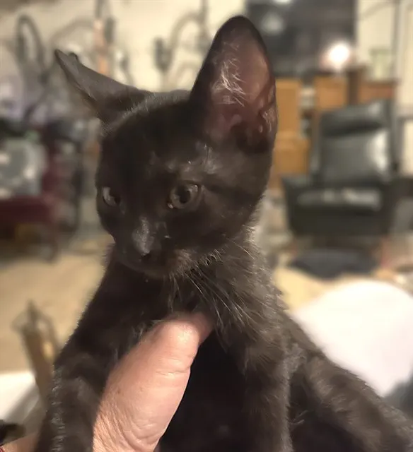 Oz