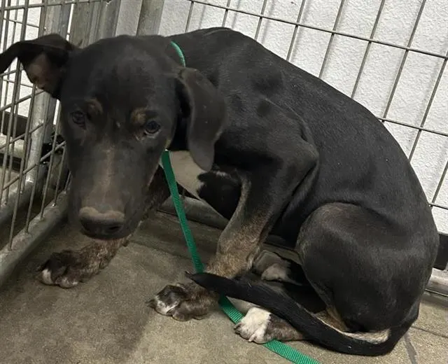 Adoptable Dog
