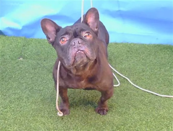Adoptable Dog