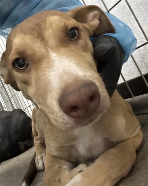 Adoptable Dog