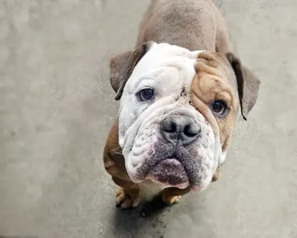 Dozer