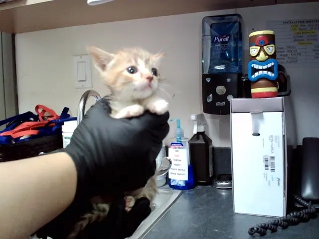 Adoptable Cat