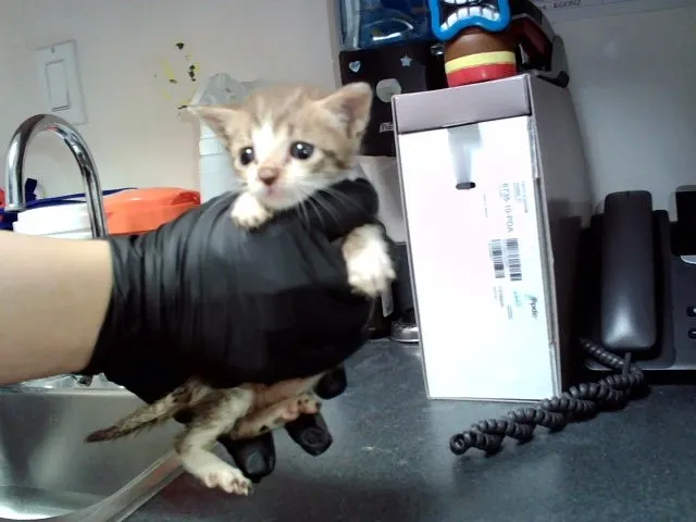 Adoptable Cat