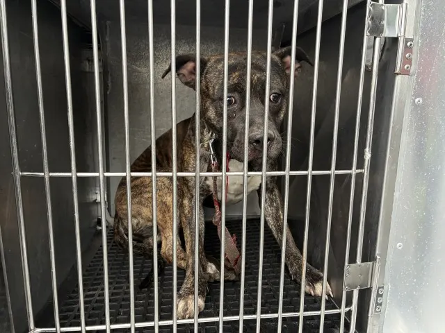 Adoptable Dog
