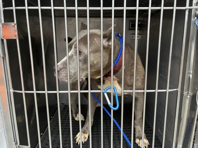 Adoptable Dog