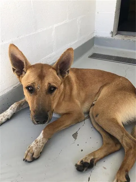 Adoptable Dog