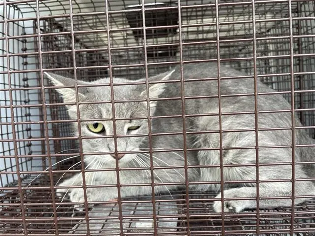 Adoptable Cat