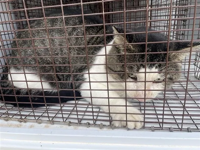 Adoptable Cat