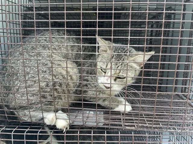 Adoptable Cat
