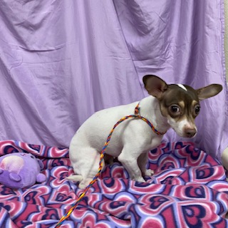 Adoptable Dog