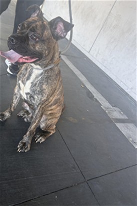 Adoptable Dog