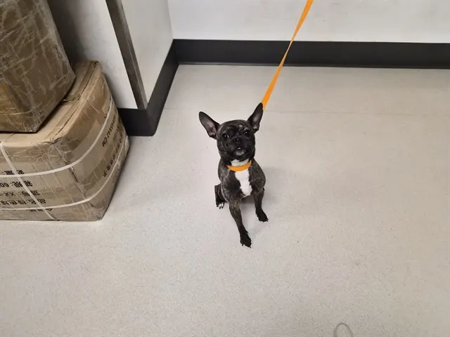Adoptable Dog