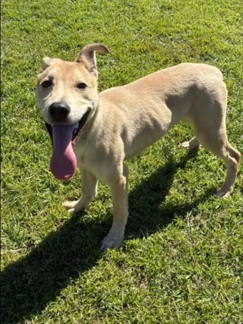 Adoptable Dog