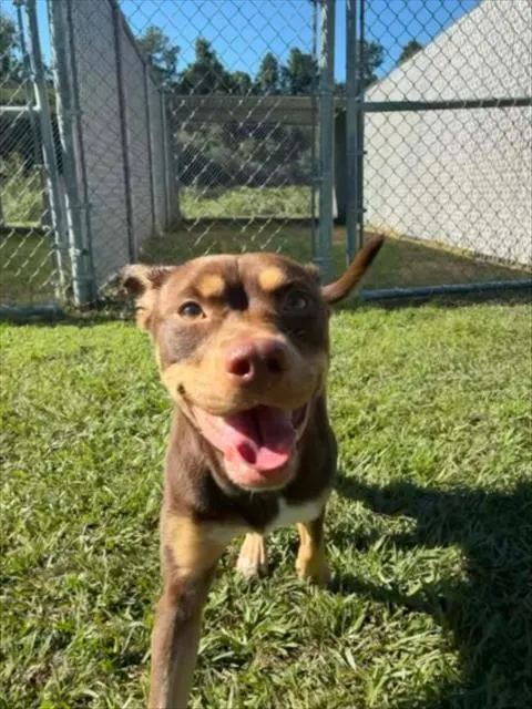 Adoptable Dog