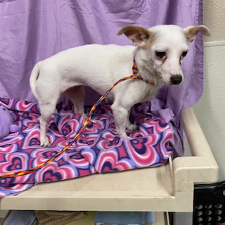 Adoptable Dog