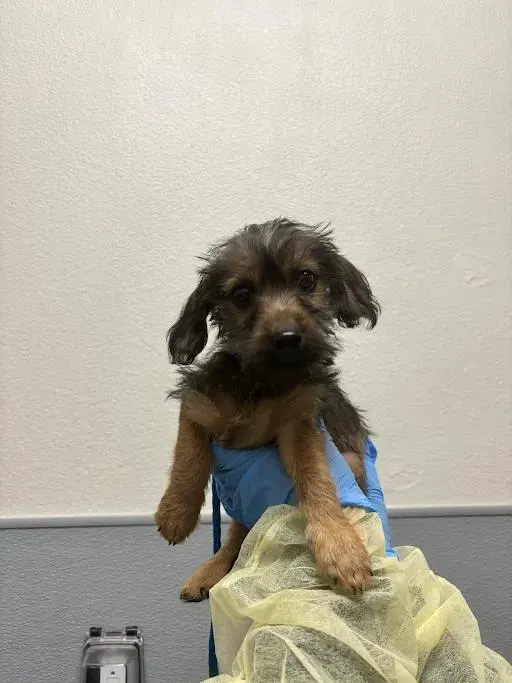 *Teddy