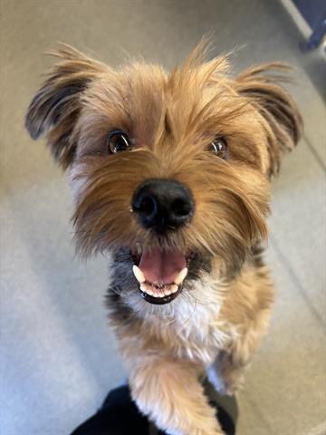 Penny
