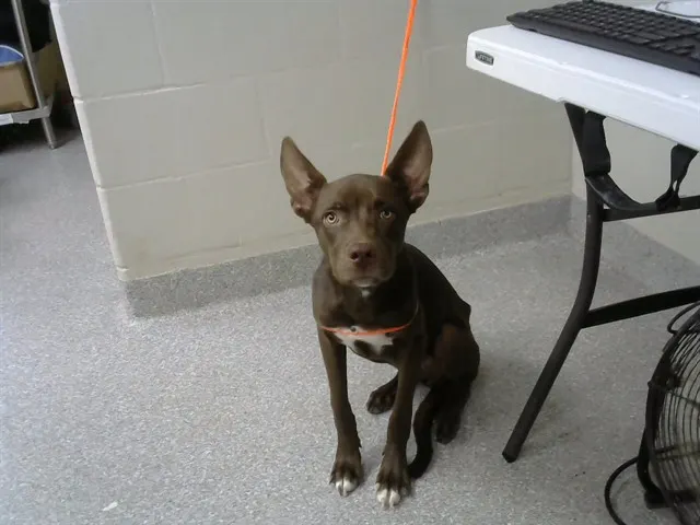 Adoptable Dog