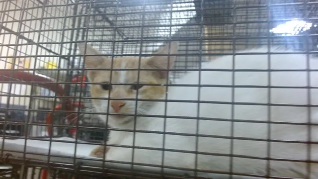 Almond