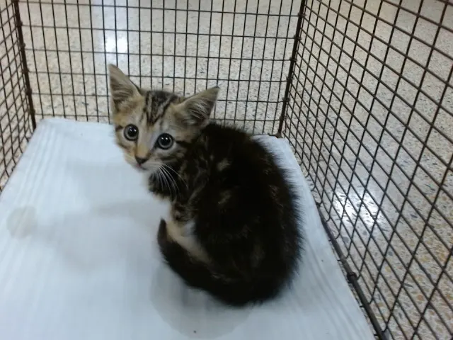 Adoptable Cat
