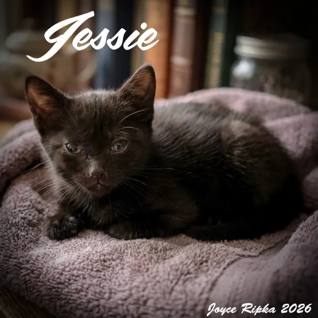 Jessie
