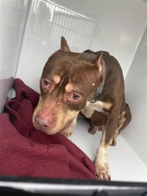 Adoptable Dog