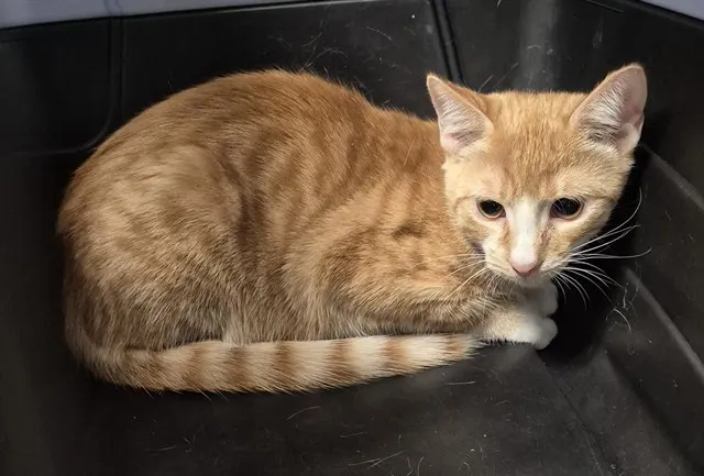 Adoptable Cat