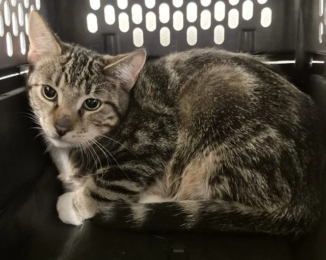 Adoptable Cat