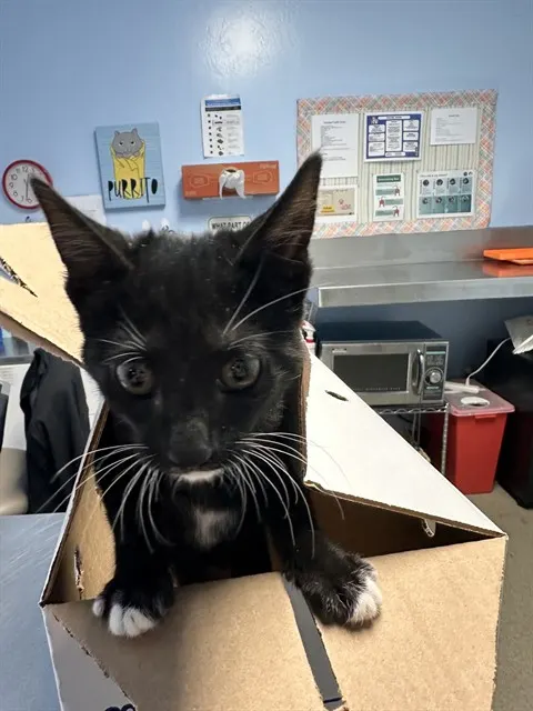 Tyson