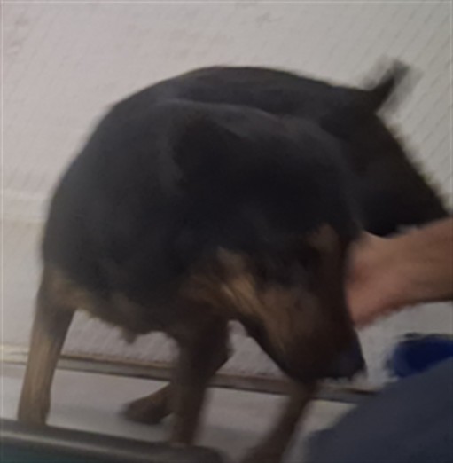 Osita