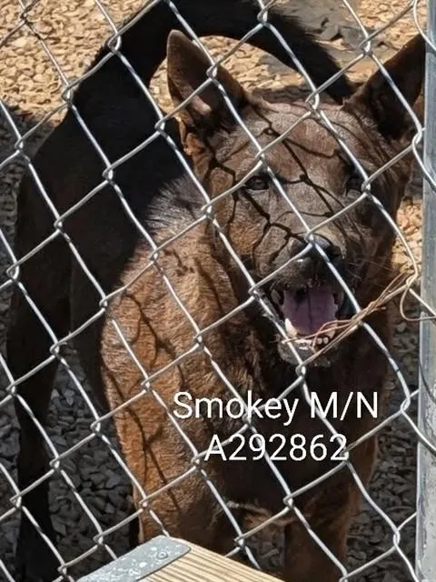 Smokey