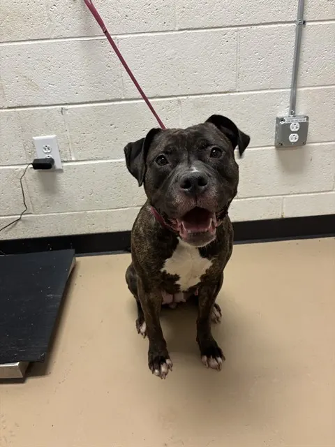 Tootsie